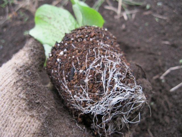 トレビス 植え付け 苗 根鉢