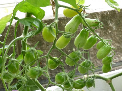 水不足か 単に肥料不足か トマト 品種不明
