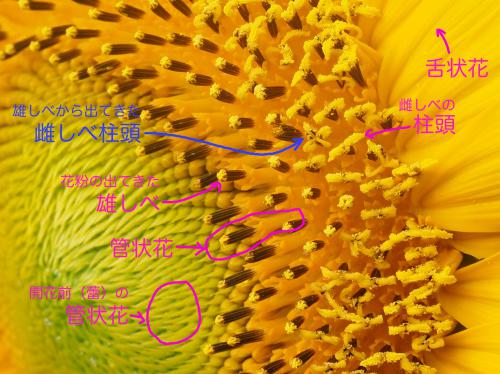ヒマワリの花の構造 ヒマワリは２度咲く マツタケ 品種不明
