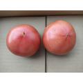 大玉トマト ( CF桃太郎ファイト )の収穫
