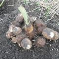 里芋の初収穫