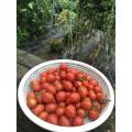 ミニトマト収穫
