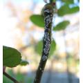 セントセシリアの茎についたカイガラムシ