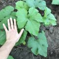 手の大きさと葉の大きさを比較。手がデカっ！