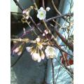 暖地桜桃が開花