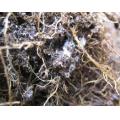 白い菌糸が根に絡む