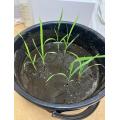 植え付けた様子