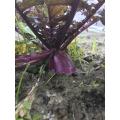 紫大根、来週には本格収穫開始か？