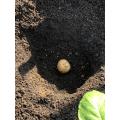 15cm掘り油かすを敷き土を戻し10cmの深さに種芋を