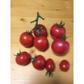 4種類のトマト
