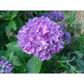 ６月の花　紫陽花