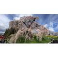福島県の三春の滝桜