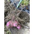 紫山芋を収穫
