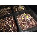 セルトレイ栽培　小カブ　発芽