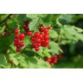 http://hermeswhispers.com/wp-content/uploads/2017/01/red-currant.jpgより転載