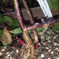 タイベリーの根元にシュートの赤い芽が。