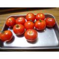 収穫した採種用のトマト