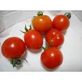 収穫したトマト6個