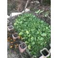 庭植えチンゲン菜の様子