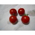収穫した完熟トマト4個