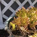 越冬レタスの鉢に植えてみたレタス