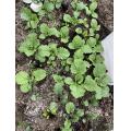 紅菜苔と食用菜花