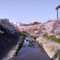 名古屋の桜の名所のひとつ　山崎川です