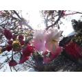 クマリンサンの桜の香り
