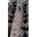 植え穴を掘ってグラウンドペチカの種芋を植えつけました