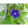 うちではあまり見ない青紫の花