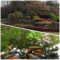 日本庭園の池に鯉