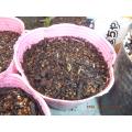 コキア　発芽確認