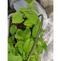 ２期枝豆の花
