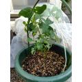 ２本だけ植えたプランターは虫食いがひどい