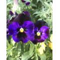 幻黒紫、今年の春に咲いた花！