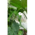防虫ネットをはずしたら害虫