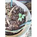 江戸風情の新芽