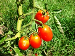 ミニトマトの育て方 栽培方法
