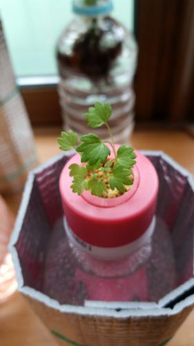 ペットボトル栽培 四季なりイチゴ