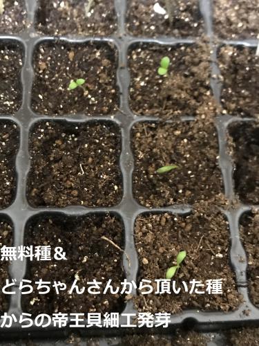 帝王貝細工発芽 ホウセンカ 品種不明