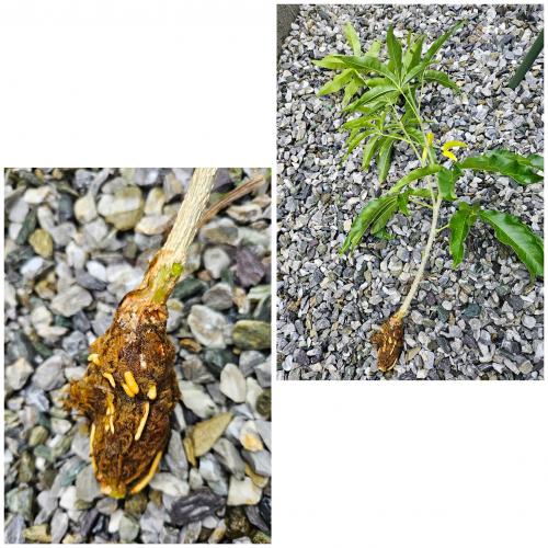 ホワイトサポテ取り木、 約60cm