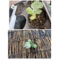 この子を植え付け