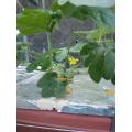 雄花は開花してます。