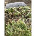 残りの白菜は残渣でカバー