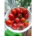 謎のミニトマトと一緒に収穫