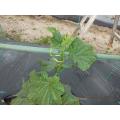 キュウリ　脇芽取り　誘引