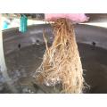 水耕栽培イチゴ　新しい根確認