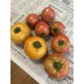 大玉トマト3種