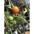 普通鉢植えトマト 丸い実