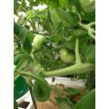 トマト 水耕栽培 